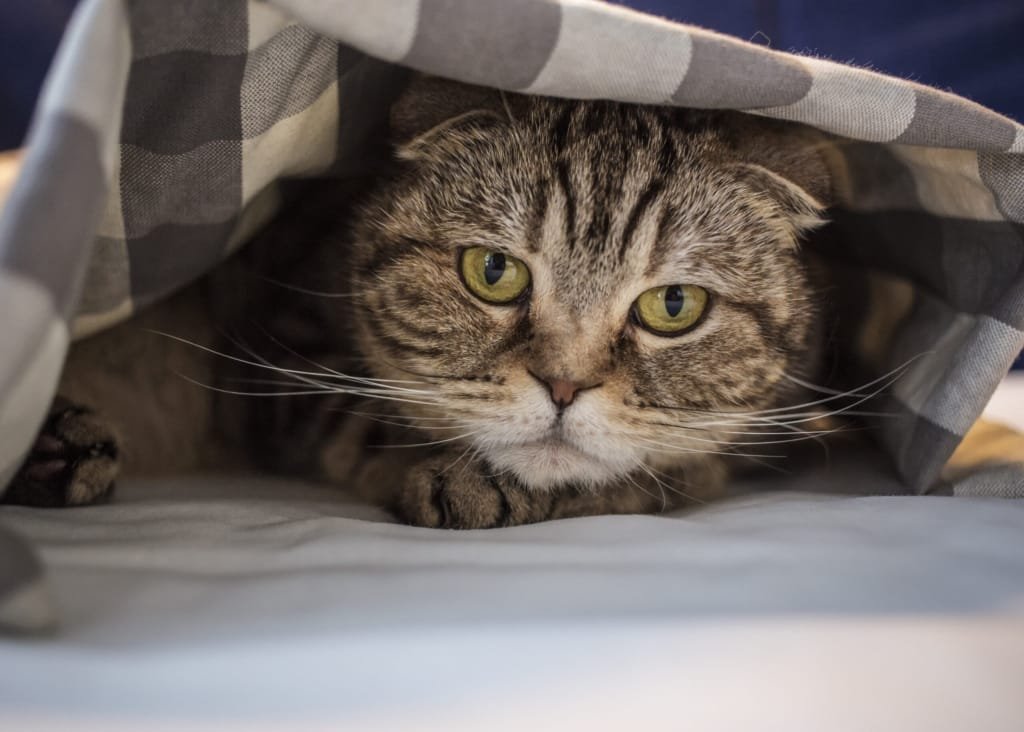 Verlatingsangst bij katten