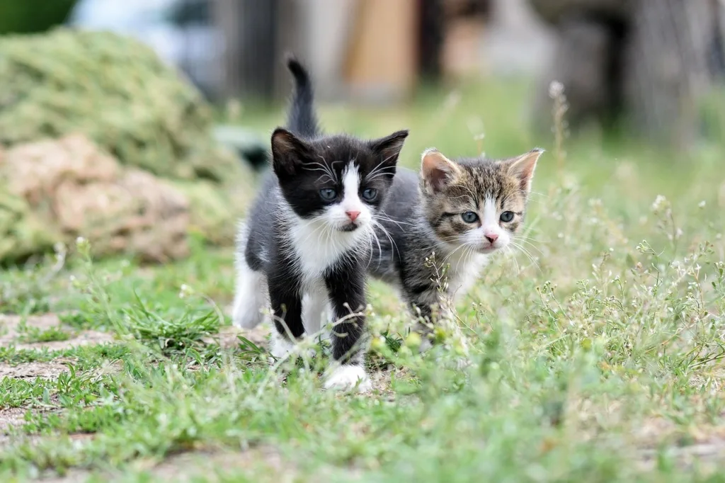 Kittens