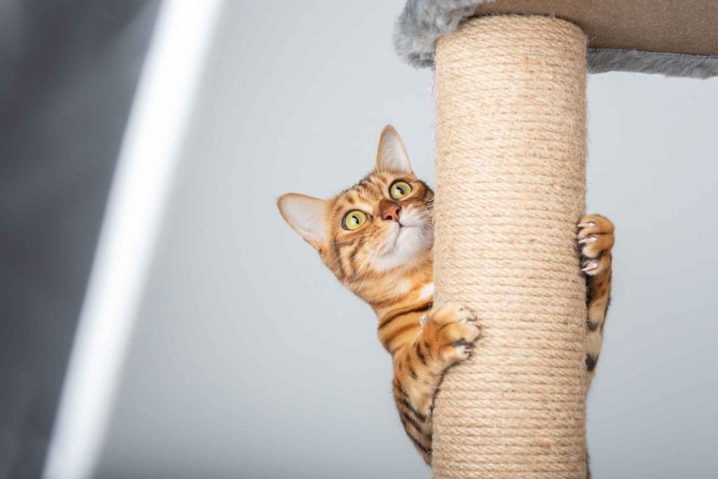 katten bijten