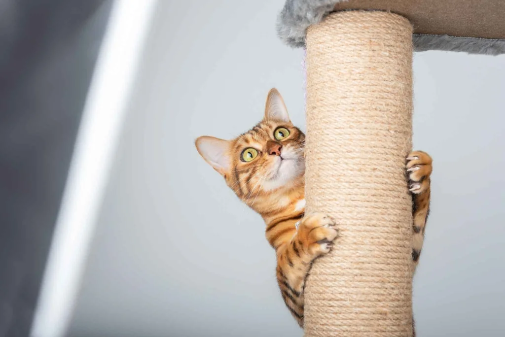 katten bijten