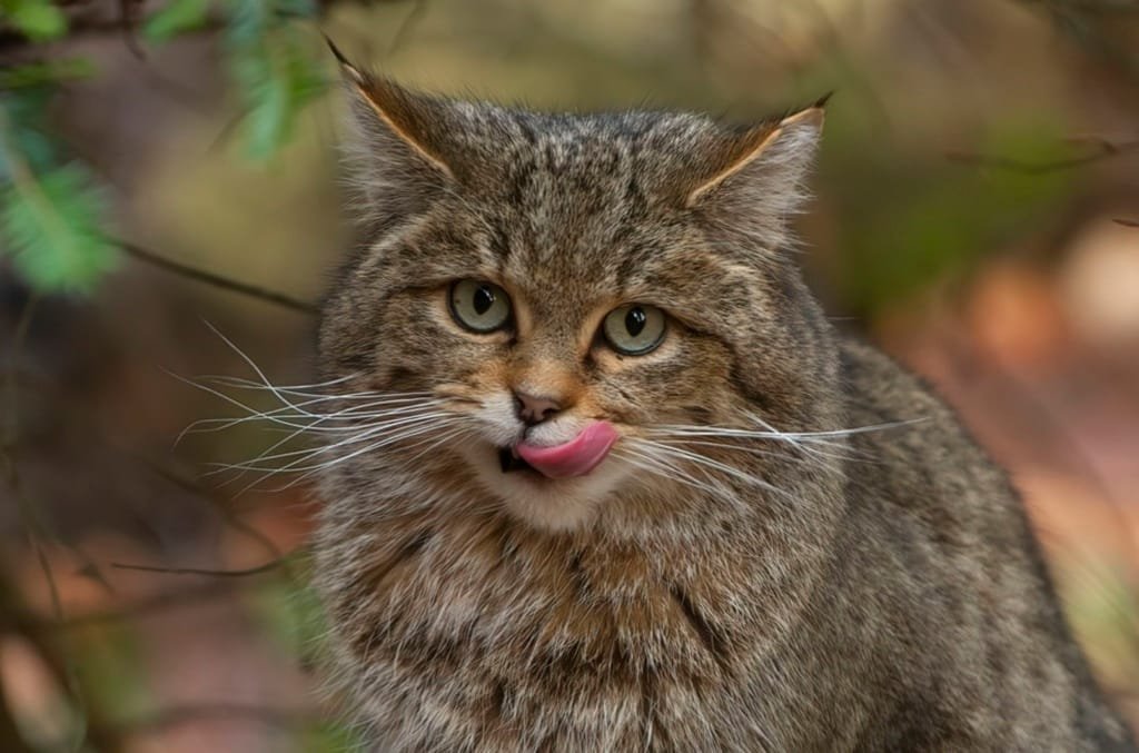 Kat