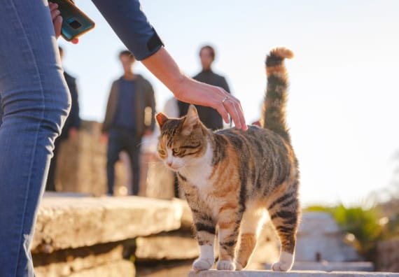 Katten staan bekend als mysterieuze dieren. Waar honden vaak openlijk enthousiasme tonen, zijn katten subtieler en genuanceerder in het tonen van hun genegenheid. Toch zijn er duidelijke signalen waaraan je kunt herkennen dat je kat echt dol op je is. Wil je weten hoe zegt je kat dat hij van je houdt? Lees dan verder.