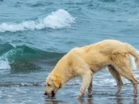 Hoe zorg je ervoor dat je hond niet ziek wordt door vervuild water