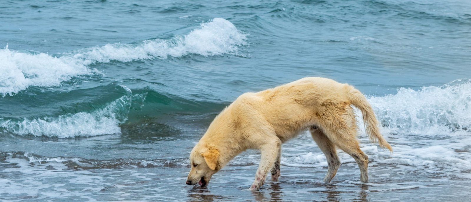 hond-drink-zeewater-2560x1100