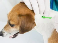 Zorgeloos rondhuppelen en snuffelen: zo houd je jouw hond én kat tekenvrij