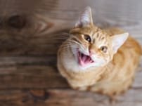 Van zachte roep tot klaaglijk gemiauw, waarom miauwen katten eigenlijk?