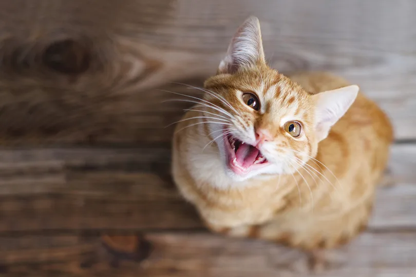miauwende rode kat op de grond