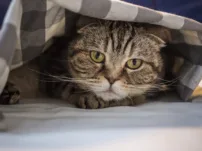 Verlatingsangst bij katten: hoe herken je het en wat kun je doen?
