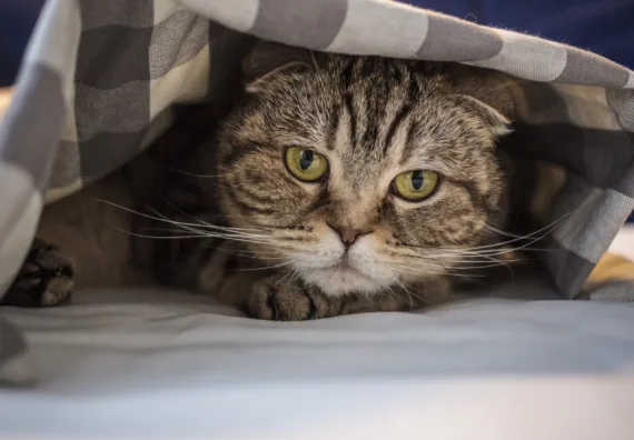 Verlatingsangst bij katten