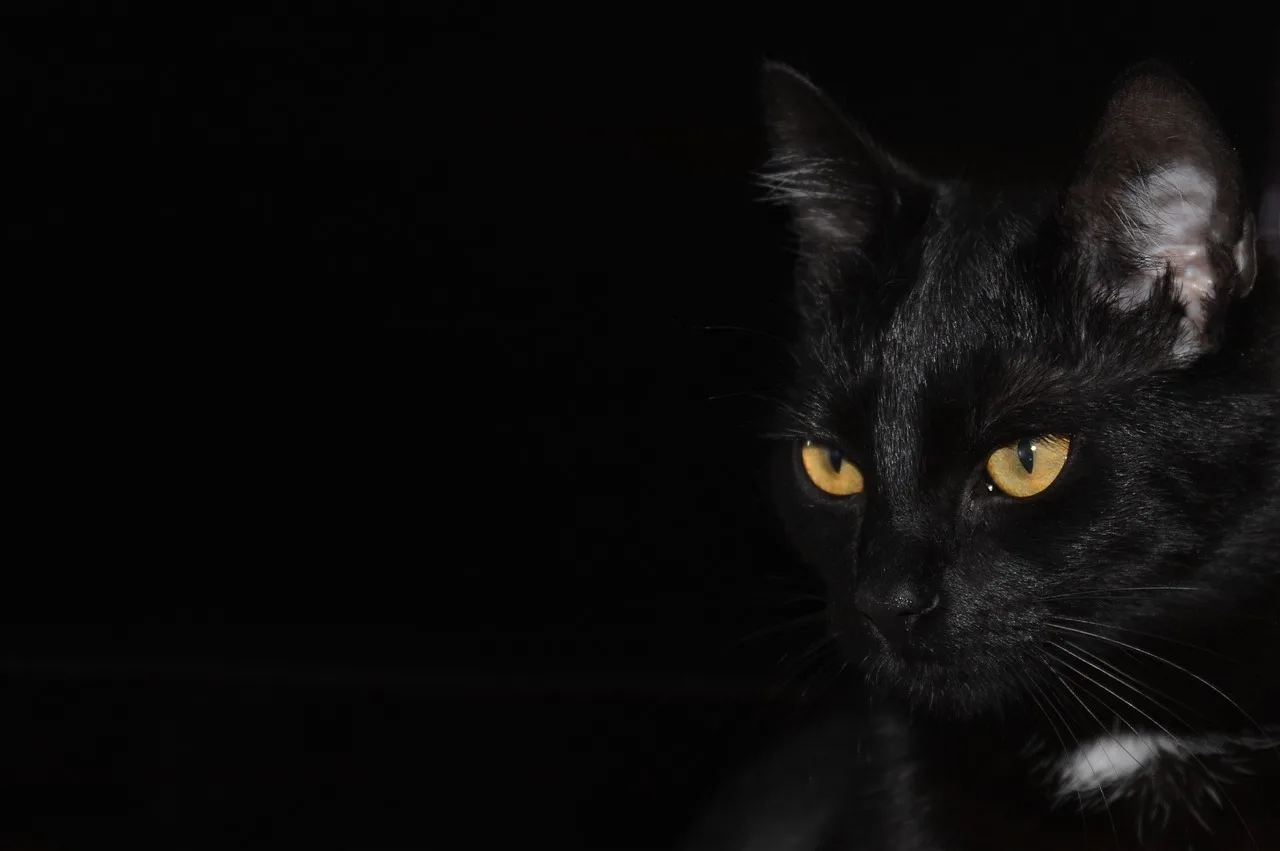 zwarte kat met zwarte achtergrond