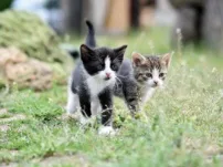 Kleine pootjes, grote beslissing, waar let je op als je een kitten koopt?