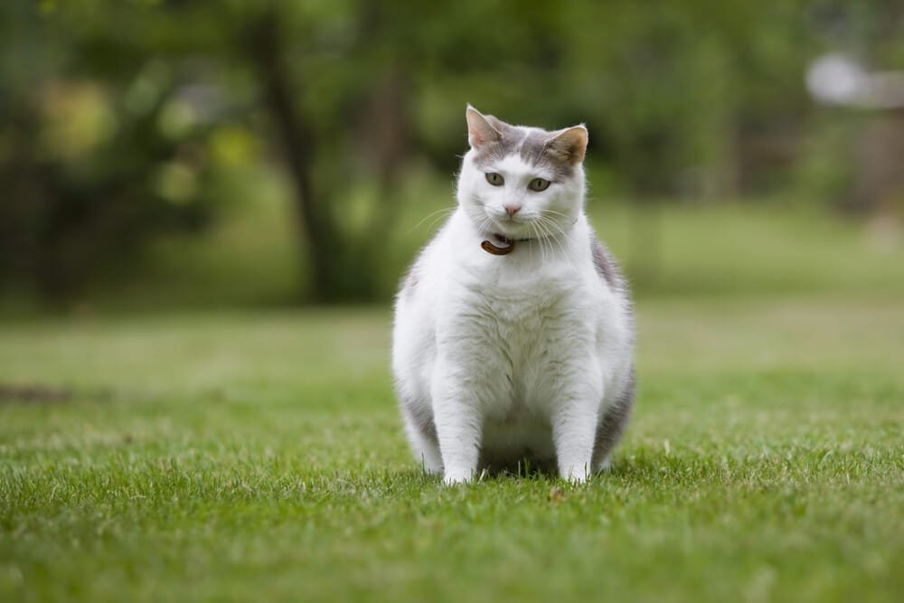 Te dikke kat in het gras