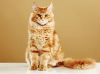 Automatische kattenbakken voor Maine Coons: De slimme keuze voor grote katten