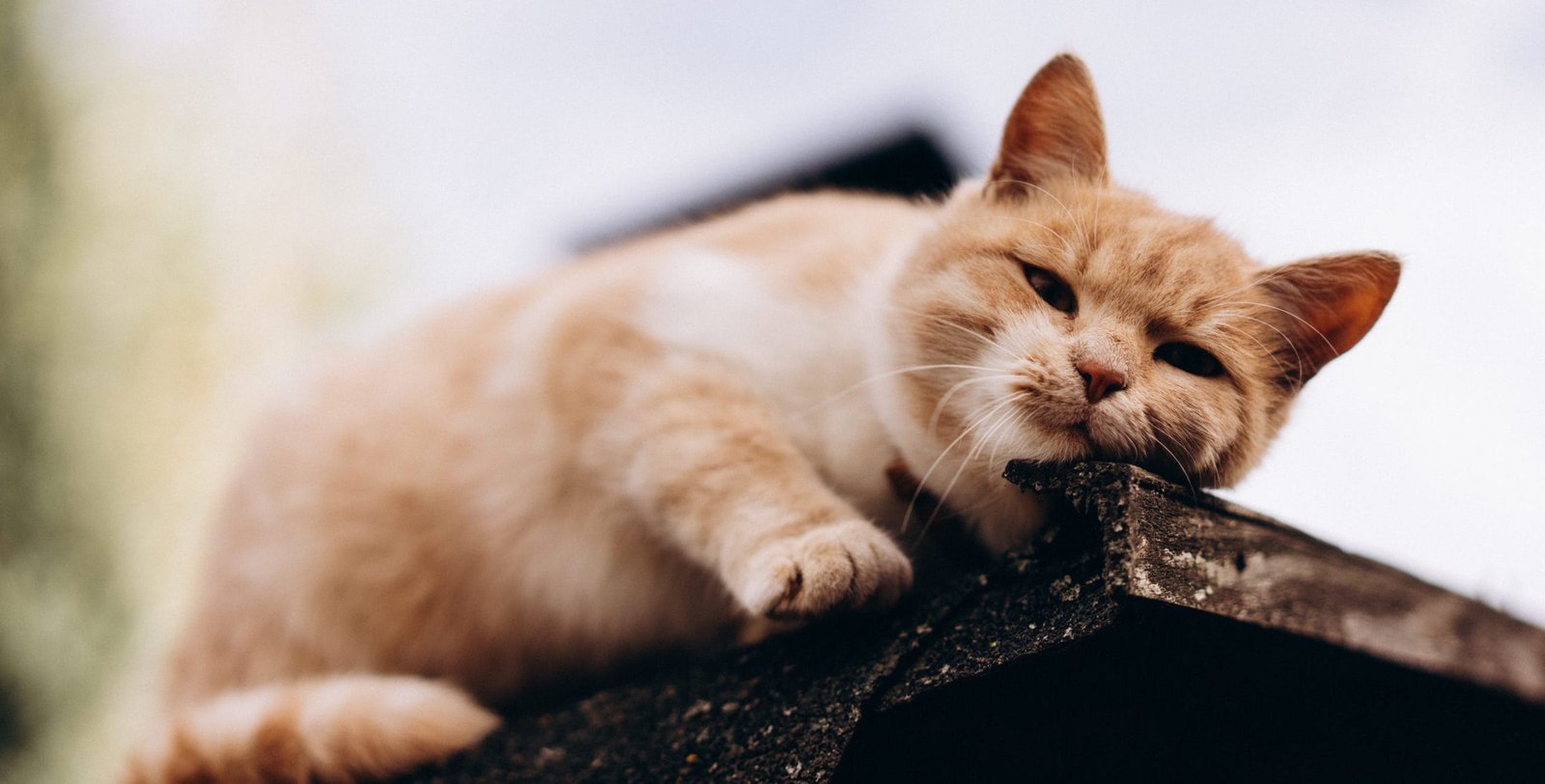 Portrait,Of,A,Beautiful,Ginger,Cat,Plays,On,The,Visor,