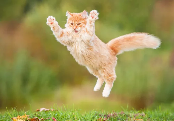 een rode kat springt enthousiast in het gras