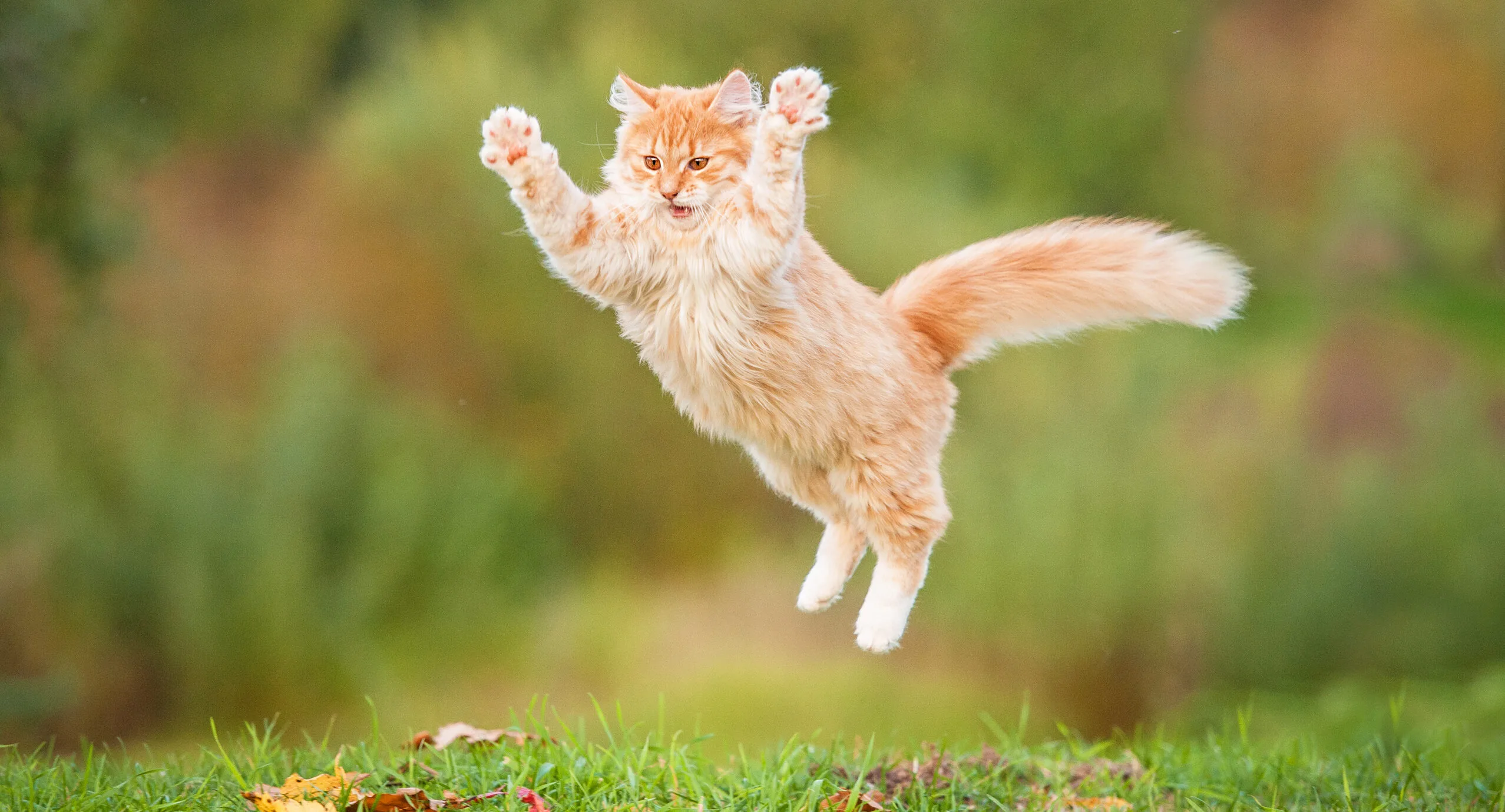 een rode kat springt enthousiast in het gras