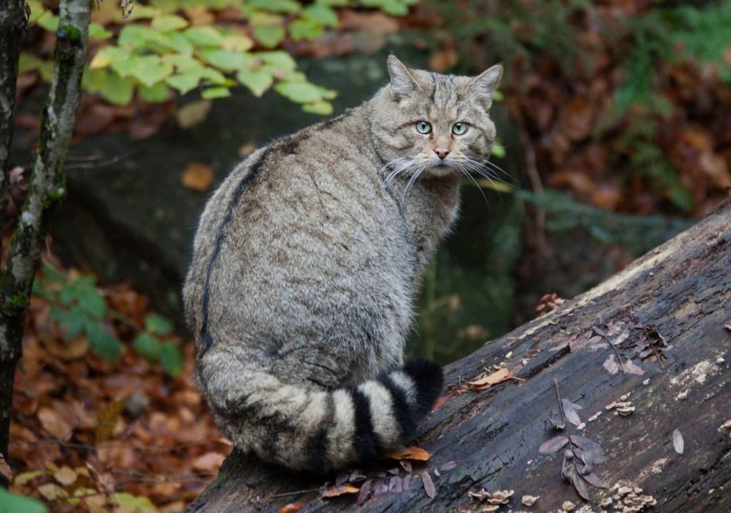 Hoe oud worden katten gemiddeld? Alles wat je moet weten over de