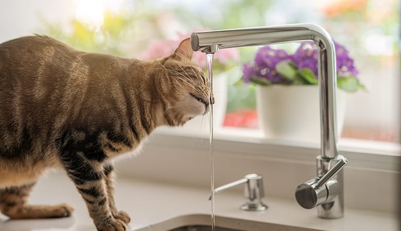 kat drinkt uit de kraan