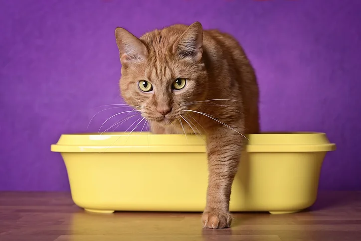 rode kat loopt uit de kattenbak